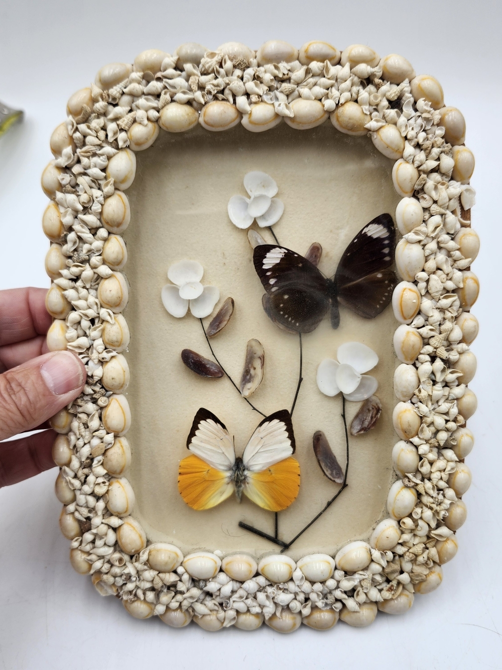 Vintage Butterfly Taxidermy Sea Shell Framed Mounted Specimens Entomology Art